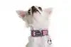 DOOG USA COLPBS-M COLLAR PINK/BLK STAR-MD